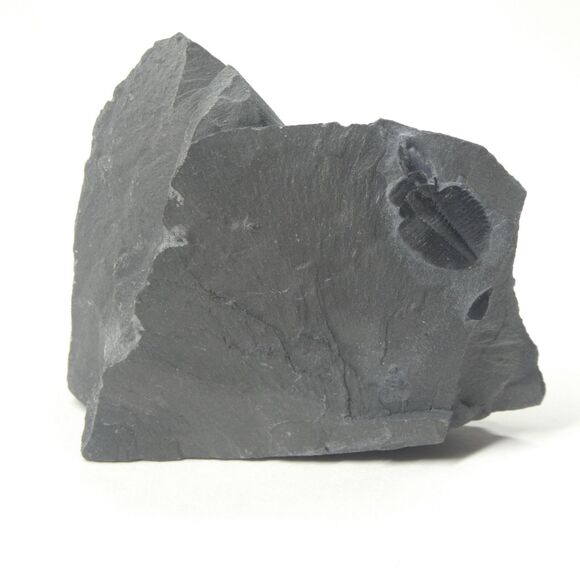 Trilobite Fossil Display Specimen Black in Gray Matrix Utah - Picture 1 of 7